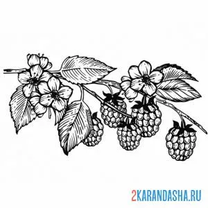 Раскраска малина цветет