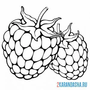 Раскраска малина вкусная ягода