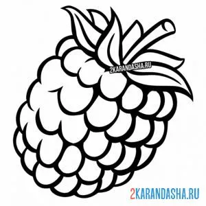 Раскраска малина спелая