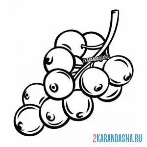 Раскраска красная смородина ягода