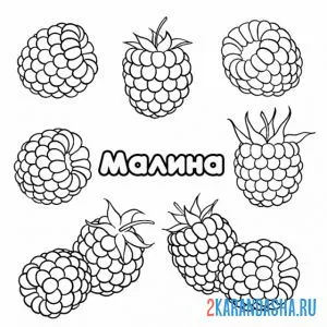 Раскраска малина ягода в саду
