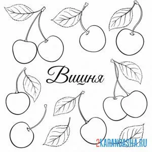 Раскраска вишня садовая ягода