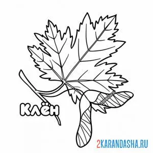 Раскраска кленовый лист осенний