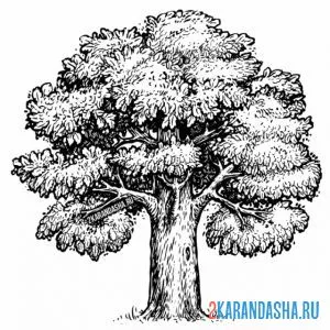 Раскраска пушистое дерево