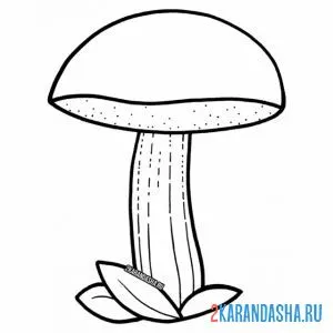 Раскраска дубовик гриб