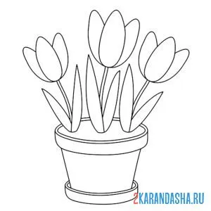 Раскраска три тюльпана в горшке