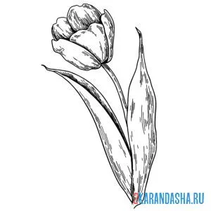 Раскраска настоящий тюльпан
