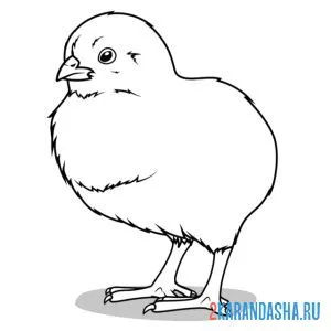 Раскраска настоящий цыпленок