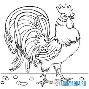 Раскраска очень деловой петух