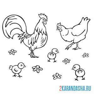 Раскраска петух следит за цыплятами и курицей