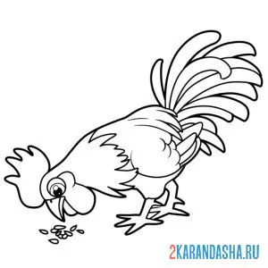 Раскраска петух ест зерно