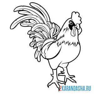 Раскраска настоящий петух