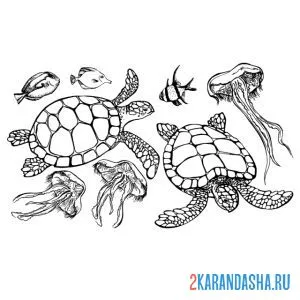 Раскраска настоящие морские черепахи