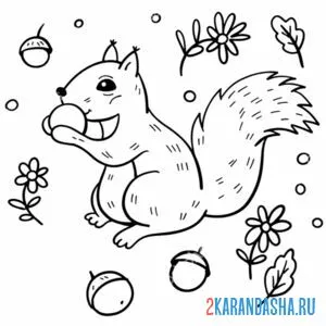 Раскраска белка грызет орех