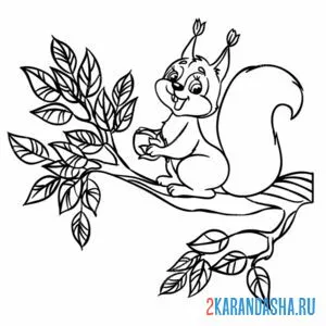 Раскраска белка на ветке с орехом