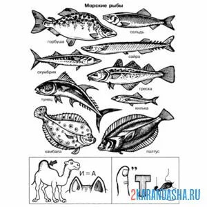 Раскраска рыбы с названиями