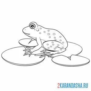 Раскраска лягушка жаба
