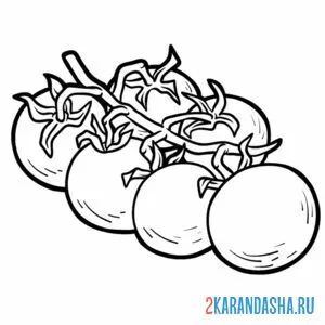 Раскраска помидор на ветке