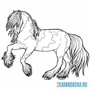 Раскраска жеребец скакун с гривой