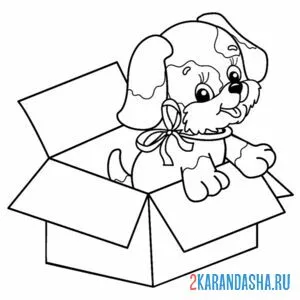 Раскраска собачка в коробке