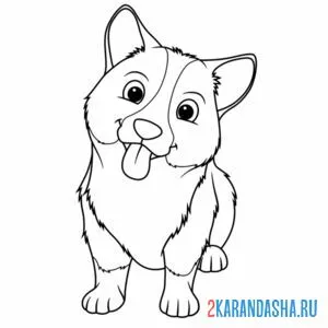 Раскраска собака корги