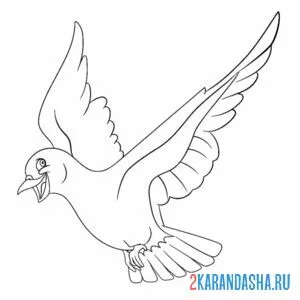 Раскраска смеющийся голубь