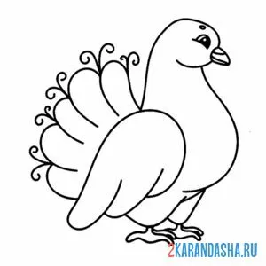 Раскраска красивая голубка