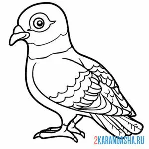 Раскраска молодой голубь