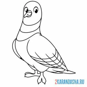 Раскраска голубь заинтересованный