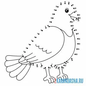 Раскраска голубь по точкам