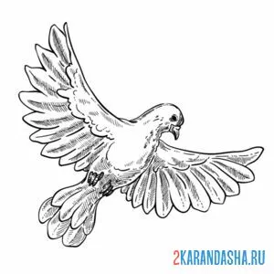 Раскраска голубь снизу
