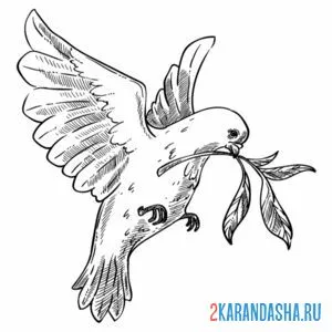 Раскраска голубь и веточка