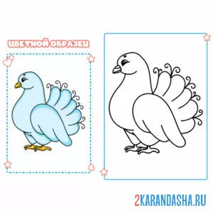 Раскраска с цветным образцом голубь