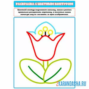 Раскраска с цветным контуром тюльпан