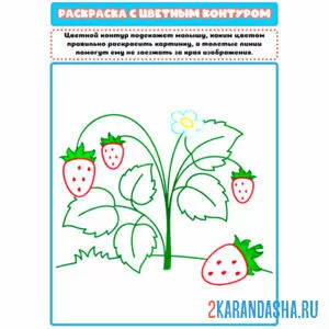 Раскраска с цветным контуром земляника