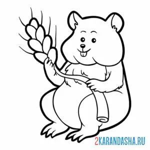 Раскраска хомяк и зерно