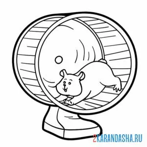 Раскраска хомяк в колесе