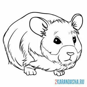 Раскраска живой хомяк