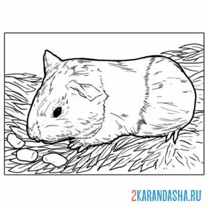 Раскраска настоящий хомяк
