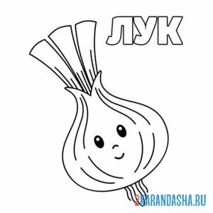 Раскраска лук репчатый