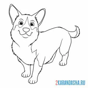 Раскраска собачка корги