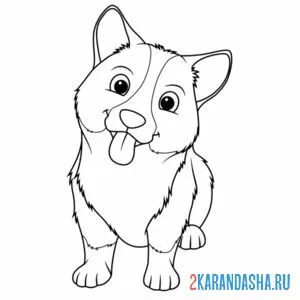 самый милый корги