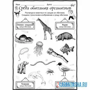 Раскраска среда обитания организмов экология