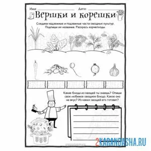 Раскраска вершки и корешки