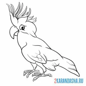 Раскраска какаду попугай
