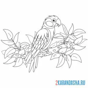Раскраска попугай ара на ветке
