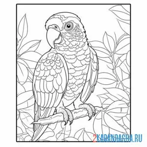 Раскраска фото настоящего попугая
