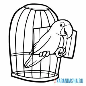 Раскраска попугай в клетке