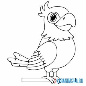 Раскраска миленький попугай