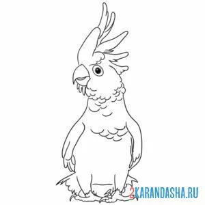 Раскраска какаду смешной попугай
